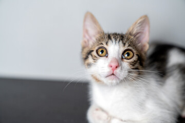 Adorable young kitten with big curious eyes sitting indoors against studio portrait a white background, perfect for pet care, animal adoption, veterinary clinic, cat lover copy space, marketing use