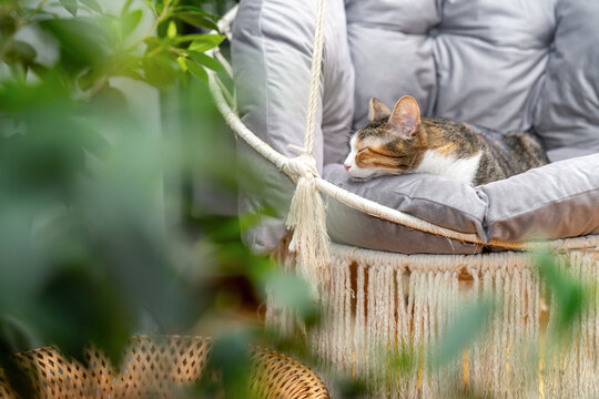 Cat resting, sleeping, relaxing hanging home rope swing in a Scandinavian interior. cat face lying on the fabric. muzzle of a sleeping cat with closed eyes. pet ownership, pet friendship concept
