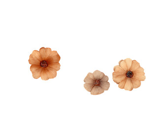 Delicate peach colored flowers with dark centers isolated on transparent background