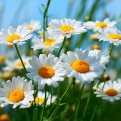 Fototapeta premium Close up of white daisies with bright yellow centers in a field under a blue sky daisy flower