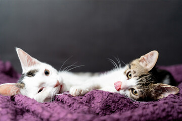 Two adorable kittens cuddling on cozy blanket, cute domestic cats relaxing indoors, playful feline friendship, sweet sleepy pets, lovely baby animals, soft fur, whiskers, home comfort, love