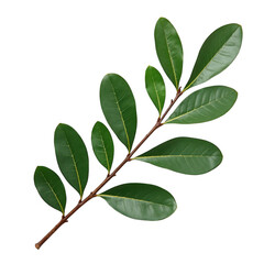 Naklejka premium Fresh green leaf branch on a transparent background botanical isolated nature close up