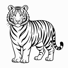 tiger on white background