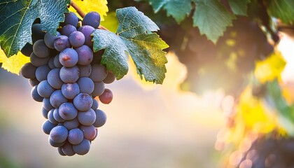 a close up of ripe grapes hanging from a vine with soft sunlight filtering through the leaves and bokeh lights in the background concept for fresh produce vineyards and naturers harvest