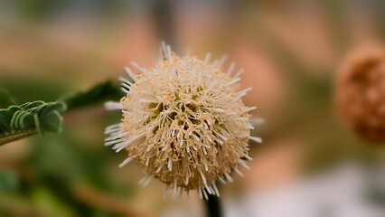 the stamen of sleepy plant flower, sensitive plant, sleepy plant, the touch me not.