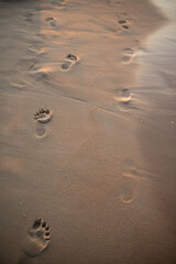 footprints in sand