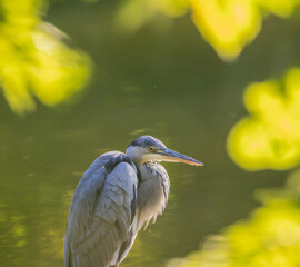 great blue heron