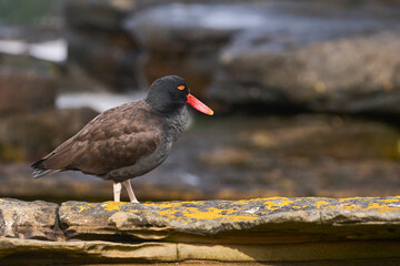 Blackish Oystercatcher (Haematopus ater) on the rocky shore of Carcass Island in the Falkland Islands.