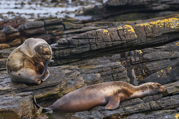 Southern Sea Lions (Otaria flavescens) on the coast of Carcass Island in the Falkland Islands.