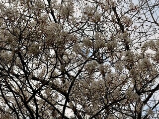 Prunus Prunus cerasus Sauerkirsche Schlehe Wilder Mandelbaum Kirschpflaume Tokio Kirsche Mandelblättrige Birne sour cherry blackthorn wild almond cherry plum Tokyo cherry almond-leaved pear Flower