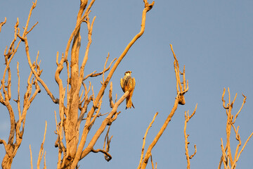 An adult Eurasian hobby (Falco subbuteo) or just hobby, is a small, slim falcon sits on a tall, dry tree at sunset.