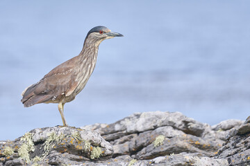 Black-crowned Night-heron (Nycticorax nycticorax falklandicus) on the coast of Carcass Island in the Falkland Islands.