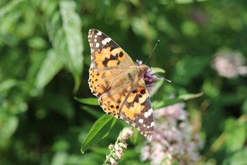 Distelfalter (Vanessa cardui)