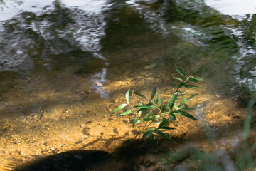 Green plant in shallow clear water with sunlight and shadows on the sandy bottom.