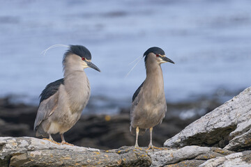 Black-crowned Night-heron (Nycticorax nycticorax falklandicus) on the coast of Carcass Island in the Falkland Islands.