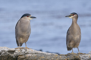 Black-crowned Night-heron (Nycticorax nycticorax falklandicus) on the coast of Carcass Island in the Falkland Islands.