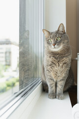 Grey tabby cat with green eyes sitting on a windowsill and looking outside.