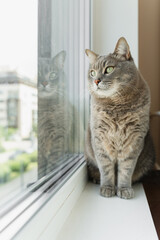 Grey tabby cat with green eyes sitting on a windowsill and looking outside.