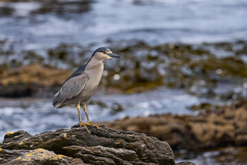 Black-crowned Night-heron (Nycticorax nycticorax falklandicus) on the coast of Carcass Island in the Falkland Islands.