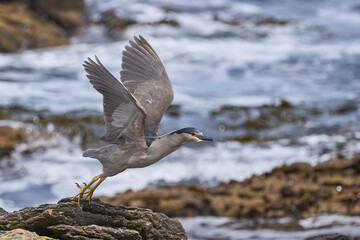 Black-crowned Night-heron (Nycticorax nycticorax falklandicus) in flight on the coast of Carcass Island in the Falkland Islands.