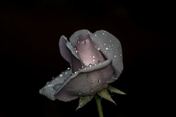 Róża w  kroplach wody © Alina