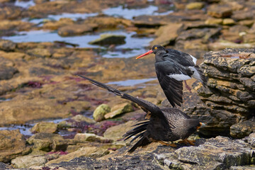 Magellanic Oystercatcher (Haematopus leucopodus) divebombing a Striated Caracara (Phalcoboenus australis) on Carcass Island in the Falkland Islands.