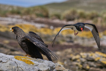 Magellanic Oystercatcher (Haematopus leucopodus) divebombing a Striated Caracara (Phalcoboenus australis) on Carcass Island in the Falkland Islands.