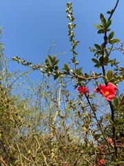 Zierquitte Chaenomeles Prunus Pfirsichbaum Rosales Rosaceae Rose Pyrinae Flowering quince Chaenomeles peach tree apple fruit pink red bush spring spines, foliage, Japan, China, Germany, ornamental