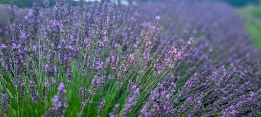 Obraz premium A Beautiful and Stunning Lavender Field in Full Bloom Featuring Gorgeous Purple Flowers All Around