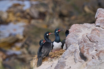 Rock Shag (Phalacrocorax magellanicus) nesting on the cliffs of Carcass Island in the Falkland Islands