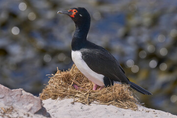 Rock Shag (Phalacrocorax magellanicus) nesting on the cliffs of Carcass Island in the Falkland Islands