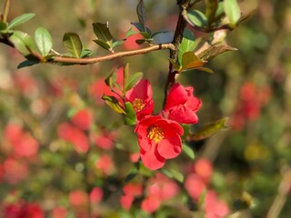 Zierquitte Chaenomeles Prunus Pfirsichbaum Rosales Rosaceae Rose Pyrinae Flowering quince Chaenomeles peach tree apple fruit pink red bush spring spines, foliage, Japan, China, Germany, ornamental