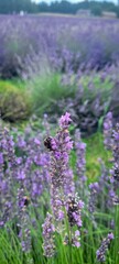Obraz premium A Gorgeous Lavender Field Filled with a Buzzing Bee, Showcasing Natures Blooming Serenity