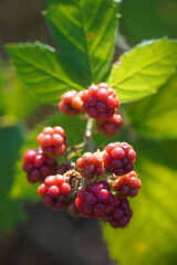 blackberry branch with green leaves and red berries summer nature flora Bulgaria