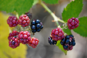 
blackberry branch with green leaves red and black berries summer nature flora Bulgaria