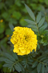 Marigolds family Asteraceae yellow flower and green leaves macro nature flora Bulgaria
