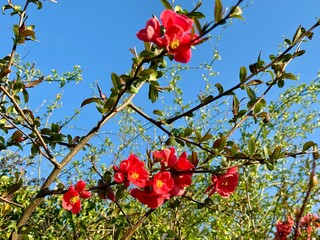 Zierquitte Chaenomeles Prunus Pfirsichbaum Rosales Rosaceae Rose Pyrinae Flowering quince...