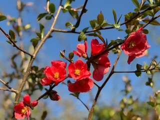 Zierquitte Chaenomeles Prunus Pfirsichbaum Rosales Rosaceae Rose Pyrinae Flowering quince Chaenomeles peach tree apple fruit pink red bush spring spines, foliage, Japan, China, Germany, ornamental