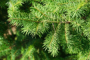 Fototapeta premium spruce pine scots branch with green needles background nature flora Bulgaria