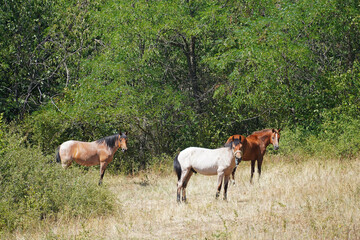 three horses grazing in a meadow domestic animals grass trees nature