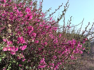 Zierquitte Chaenomeles Prunus Pfirsichbaum Rosales Rosaceae Rose Pyrinae Flowering quince Chaenomeles peach tree apple fruit pink red bush spring spines, foliage, Japan, China, Germany, ornamental