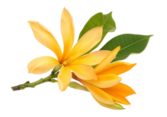 Vibrant yellow champaca blooms with glossy leaves against clear background exotic floral beauty