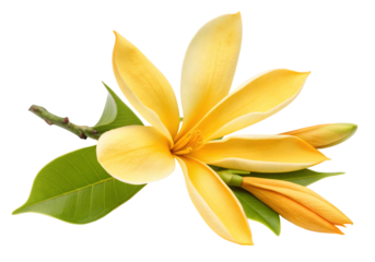 Yellow champaca flower with vibrant green leaves isolated on white background for decorative purpose