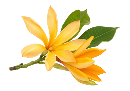 Vibrant yellow champaca blooms with glossy leaves against clear background exotic floral beauty