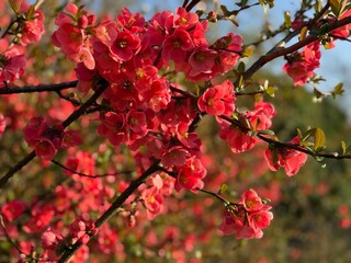 Zierquitte Chaenomeles Prunus Pfirsichbaum Rosales Rosaceae Rose Pyrinae Flowering quince Chaenomeles peach tree apple fruit pink red bush spring spines, foliage, Japan, China, Germany, ornamental