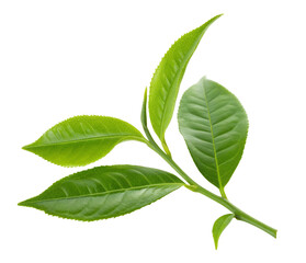 Green leaves isolated on white background for botanical and natural plant foliage design uses