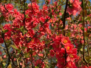 Fototapeta premium Zierquitte Chaenomeles Prunus Pfirsichbaum Rosales Rosaceae Rose Pyrinae Flowering quince Chaenomeles peach tree apple fruit pink red bush spring spines, foliage, Japan, China, Germany, ornamental