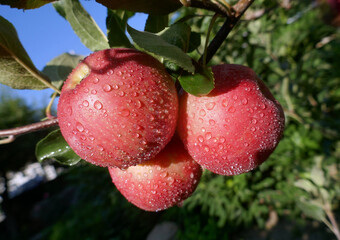 Appetizing ripe red apples with drops on tree branches in garden