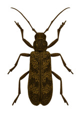 Brown Longhorn Beetle Illustration Top View Detailed Insect Anatomy Vector Art Isolated On White Background