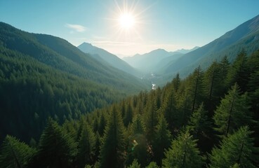 Fototapeta premium Aerial view captures rich green pine forest covering mountain slopes. Winding river flows through valley below under bright sunny sky. This serene landscape inspires travel and outdoor exploration.